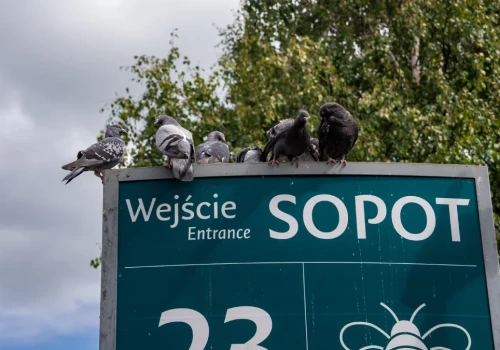 Prawdziwe przekleństwo polskich miast. Sopot najbardziej poszkodowany
