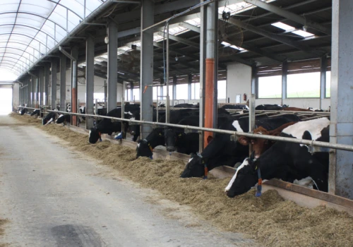 147 ha i stado 580 krów za 6,3 mln euro. Taka mleczna ferma sprzedana w Danii
