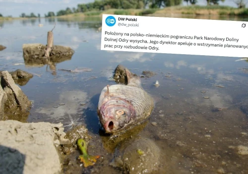 Niemcy proszą Polskę o współpracę przy ratowaniu Odry i parku narodowego
