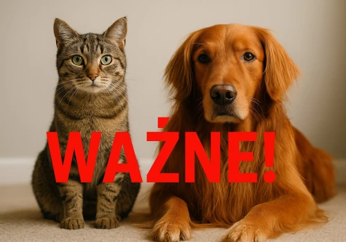 Masz zwierzę? Rząd mówi, co przygotować wcześniej. W chwili ewakuacji może nie być czasu