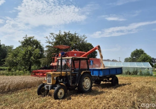 Ceny żyta dochodzą do 700 zł/t. Między skupami nawet 200 zł różnicy