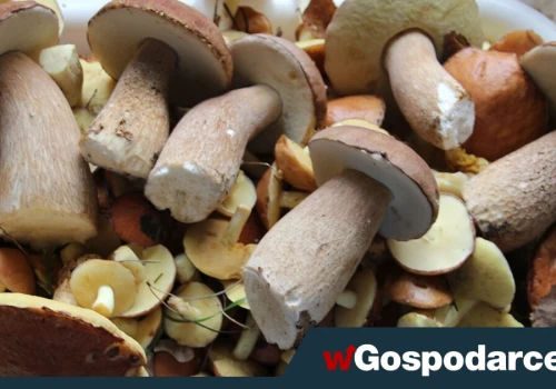 Grzyby to nie tylko smak. Zawierają wyjątkowe składniki