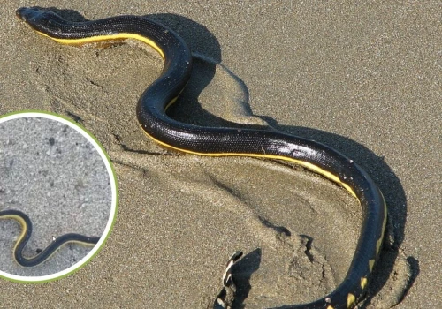 Bardzo jadowity wąż pojawił się na plaży. Turysta złapał go w ręce