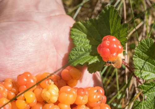W Skandynawii to rarytas. Rośnie w kwaśnej ziemi i daje ogrom owoców