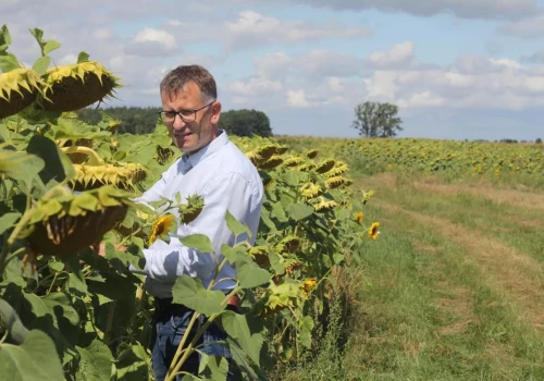 Słonecznik na Kujawach daje 3,5 t/ha. Rolnik ograniczył azot do 88 kg i siał znacznie wcześniej