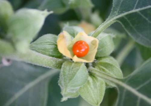 Ashwagandha – czy popularny suplement na stres to substancja podejrzana?