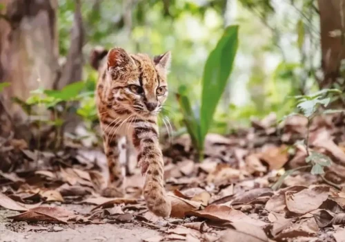 Sam jak kot. W Boliwii odkryto nowy gatunek zwierzęcia