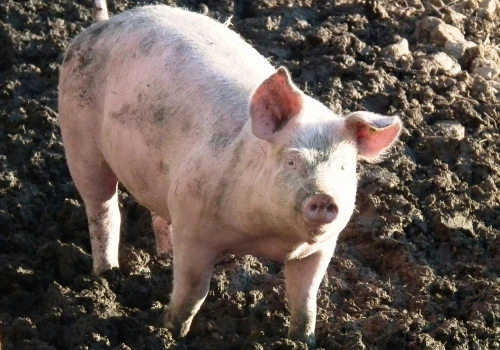 ASF znów uderza. Dwa nowe ogniska u świń w Lubelskiem i Podlaskiem