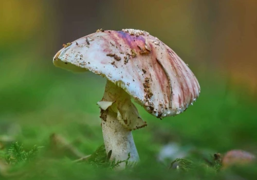 Jadalne grzyby mają groźne sobowtóry. Pomyłka może kosztować zdrowie