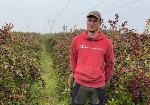 Udany sezon aronii, ale część owoców została na krzewach
