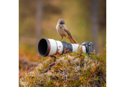 Sony pokazało dwa nowe superteleobiektywy z serii G Master – 400 mm i 600 mm