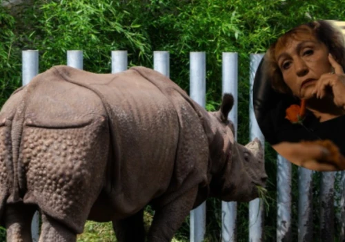 Polskie zoo przestało się patyczkować. Powstał specjalny telefon alarmowy