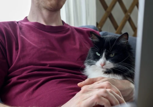 Koty przejęły amerykański rynek. Gen Z i "cat dads" weszli do gry