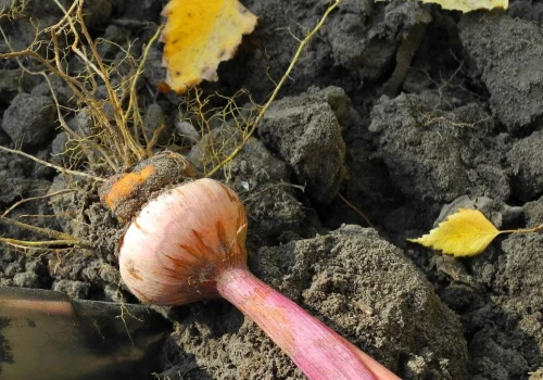 Dwa tygodnie w 22°C. Mało znany sposób na zimowanie mieczyków