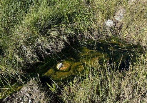 Eukariot-rekordzista. Ameba rozmnaża się w 63 stopniach Celsjusza