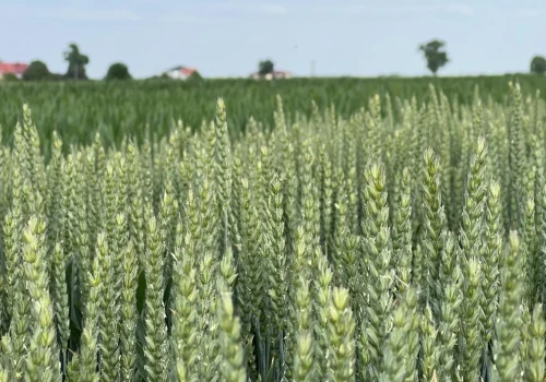 Ważna decyzja dla plantatorów pszenicy. Minister wydał zezwolenie