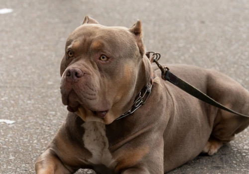 Pitbull wymaga pozwolenia, jego mieszaniec już niekoniecznie. Absurd w polskim prawie