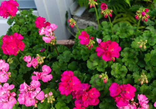 Po lecie liście pelargonii żółkną? Wystarczy zmienić jeden nawyk