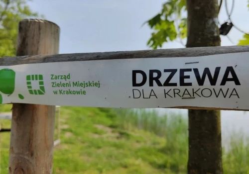 Kraków stawia na drzewa. Radni wskazali konkretną zasadę dla nowych inwestycji