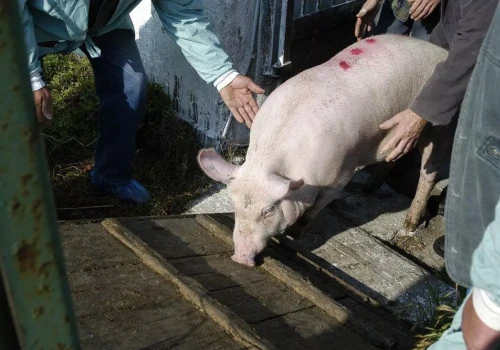 Ceny tuczników dalej pod presją. Ubojnie płacą już tylko 4,50 zł/kg. Jakie prognozy?