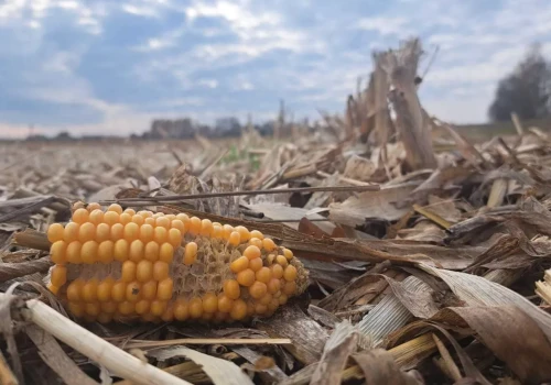 30 tys. zł więcej za 500 ton kukurydzy! Suszenie ziarna pochłonie fortunę!