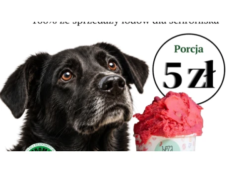 Zjedz lody, pomóż schronisku. Niezwykła akcja już w tę sobotę