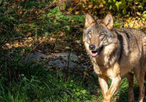 Liczba wilków w Tatrach może mocno zdziwić. Czy mamy się czego obawiać?