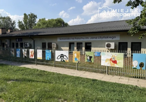 Adoptuj Warszawiaka w Parku Praskim. Psy z Palucha czekają na nowych opiekunów