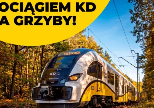 Na grzyby bez samochodu. Koleje Dolnośląskie podpowiadają gdzie jechać