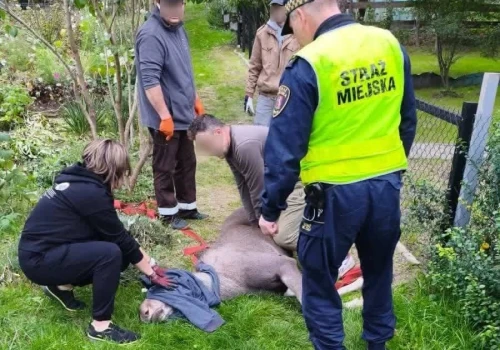Cztery łosie pojawiły się w Lublinie. Jednego trzeba było uśpić i przewieźć do lasu