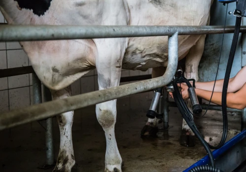 Ceny mleka lekko wzrosły. Między regionami 29 gr/l różnicy
