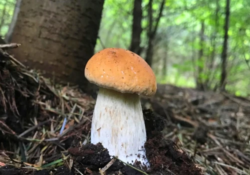 Grzyby i drzewa w lesie. Jakie gatunki rosną często obok siebie?