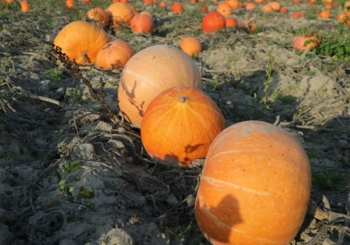 Jest symbolem jesieni i Halloween. Co dynia ma wspólnego z mamutami?