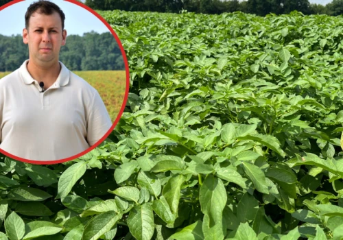 100 ha niemal w mieście i ziemniaki prosto do restauracji. Tak rolnik zwiększa swoją marżę