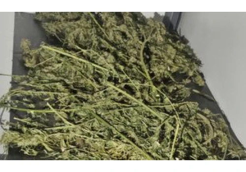 Ponad 2 kg marihuany w garażu. W Pile pies wskazał kolejną skrytkę