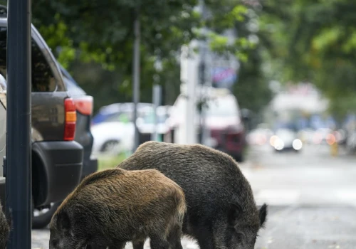 Dzikie zwierzęta podbiją polskie miasta. 