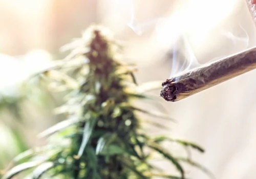 Marihuana zmniejsza stres? To nie musi być prawda