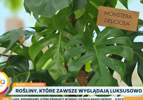 Rośliny, które wyglądają luksusowo. Jak je wyeksponować?