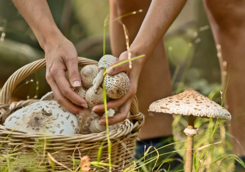 Ten grzyb łatwo pomylić z innymi. Kilka cech może uratować życie