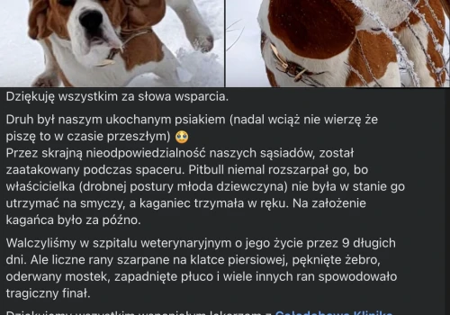 Raszyn: agresywny pitbull zabił beagla. Sprawa trafi do sądu.