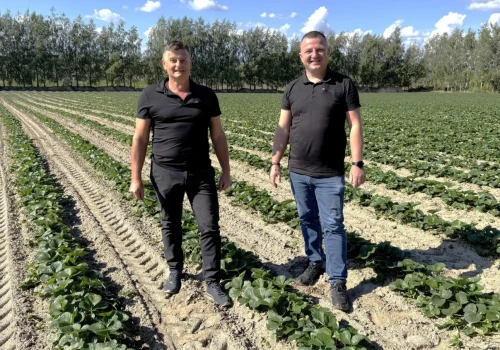 Truskawki na płask czy na zagonach? Ta decyzja może przesądzić o wyniku całej plantacji