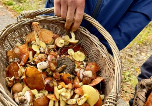 Mokrzesz wygrał pierwszą Bitwę Sołectw w Grzybobraniu. Zebrano ponad 74 kg grzybów