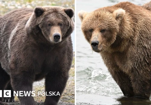 Tydzień Tłustego Niedźwiedzia: Który niedźwiedź najbardziej przytył?