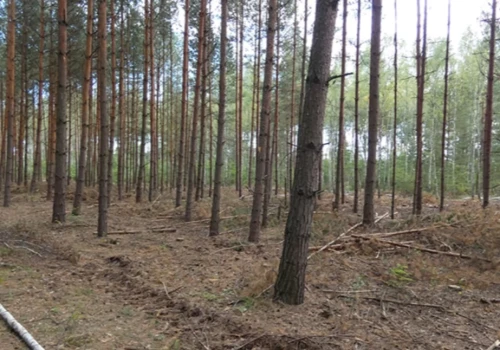 Jeziorki - grzyby i paprocie w podmokłym borze świerkowo brzozowym