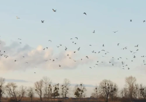 Spektakularne migracje ptaków. Gdzie je oglądać?