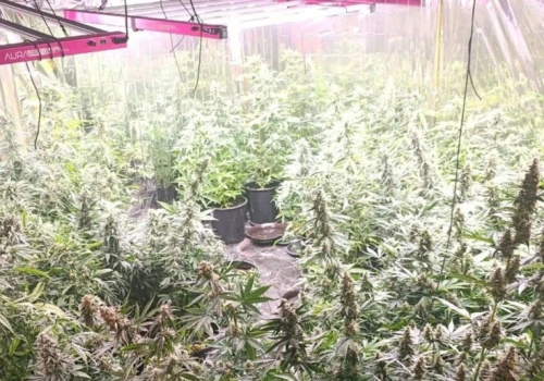 Plantacja nielegalnych konopi pod Mielcem. Była ukryta w budynku gospodarczym