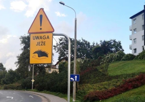 Uwaga, jeże! Gdynia apeluje do kierowców o ostrożność