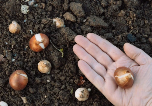 Użyj, a cebulki tulipanów bezpiecznie przezimują. Nornica ich nie tknie