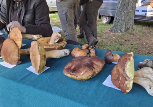 Najlepsi grzybiarze rywalizowali w Korzybiu