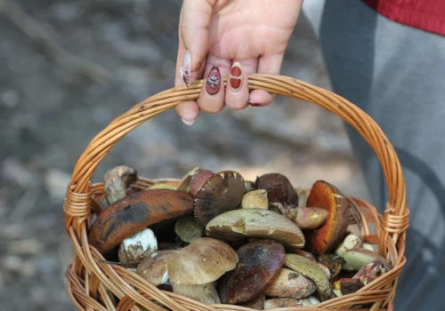Te lasy na Podkarpaciu są pełne grzybów. Takiego wysypu dawno nie widzieli